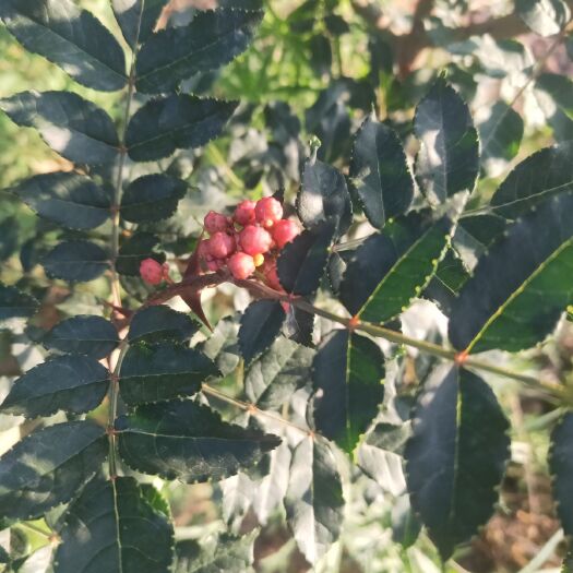 天水红花椒 特级 干花椒