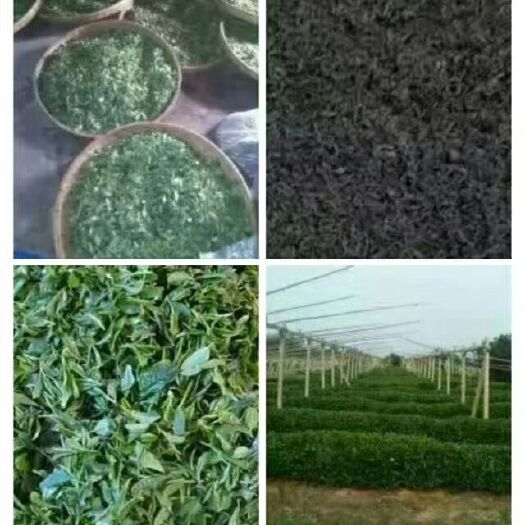 青岛 崂山绿茶