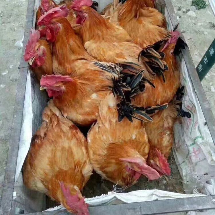  快大黄鸡苗