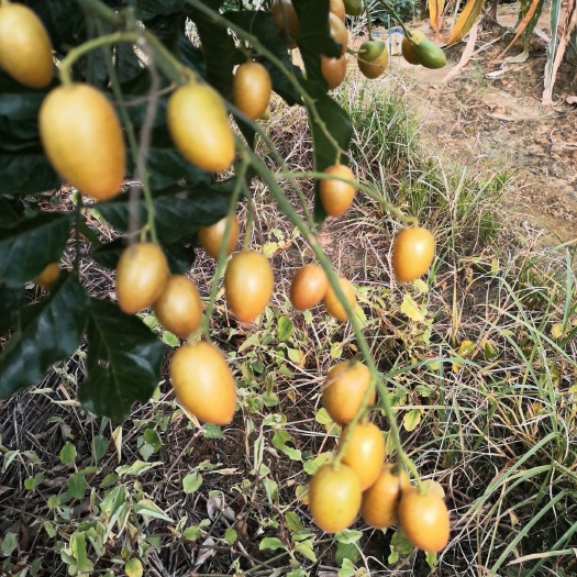 南宁 黄皮 冰糖  鸡心 无籽