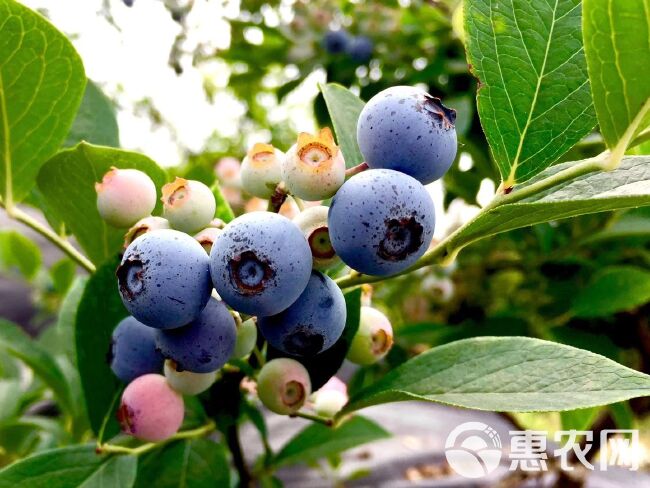  朱夏时节，共享莓好生活 蓝莓鲜果，恋爱般的滋味