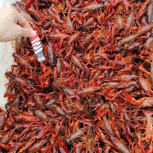 武汉 湖北潜江小龙虾鲜活 清水虾中红4.4到6.4