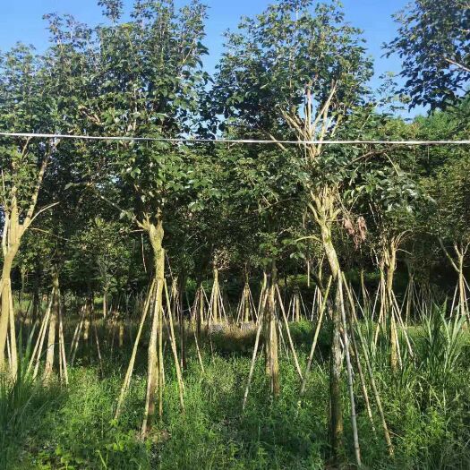 黄花风铃木，少花风铃木10-15公分，大骨架苗
