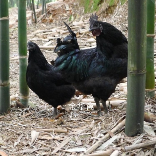 咸丰县 五黑一绿鸡苗，脱温苗，乌骨鸡苗脱温苗