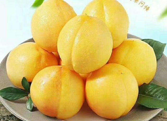 蒙阴县 现货水蜜桃黄金油桃孕妇水果新鲜包邮