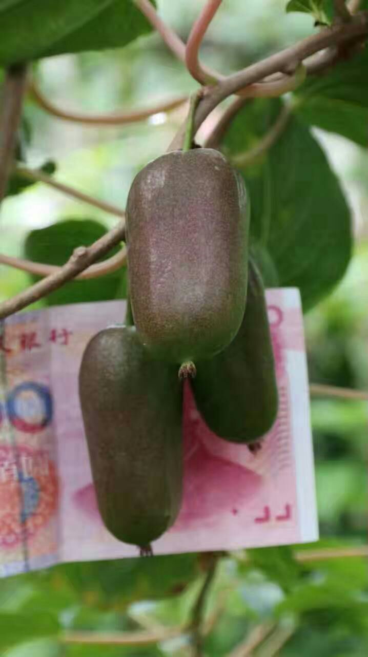 软枣猕猴桃苗 龙城二号：三年生大苗，保纯保活保结果，免费配置授粉树，签订合