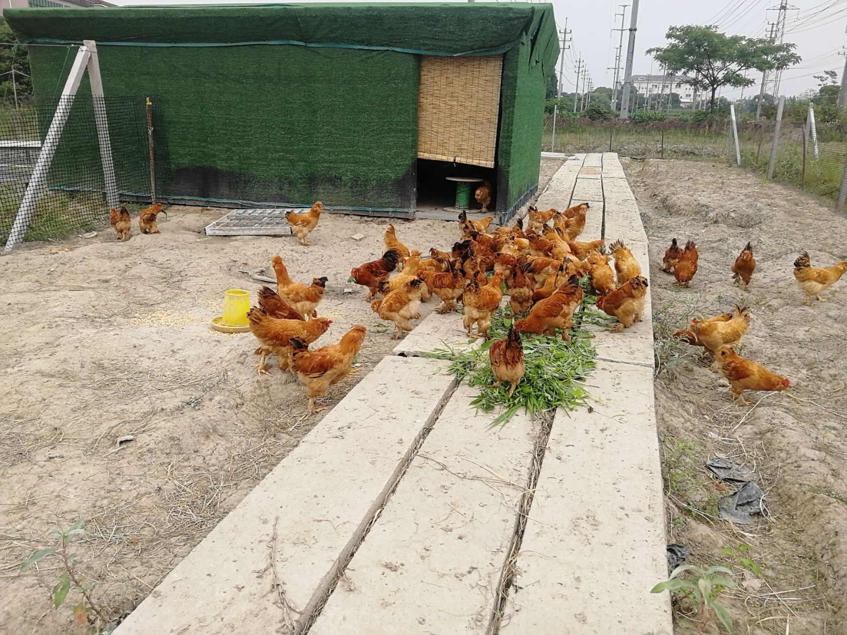 白条鸡 宫廷鸡公鸡全程散养，饲料自配无抗药