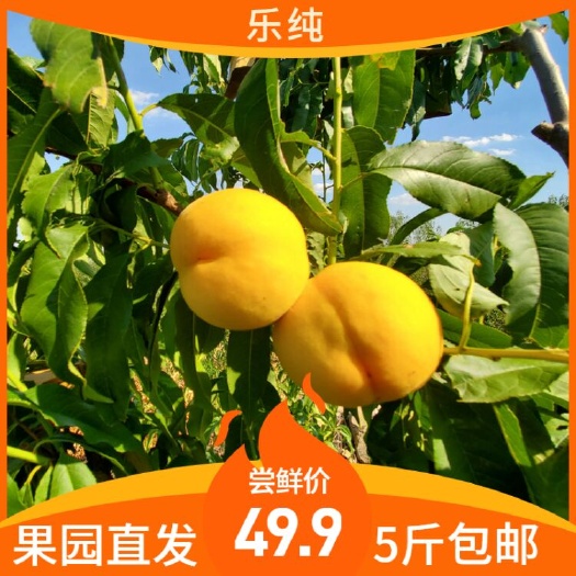 蒙阴县 优选蒙阴蜜桃超甜锦绣黄桃非阳山蜜桃