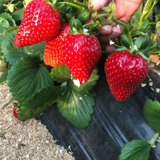 泰安 法兰地、甜查理草莓苗一级苗赠送种植资料和技术，成活率高现挖