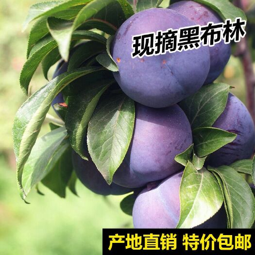 周至县 黑布林大量上市5斤蛋托装