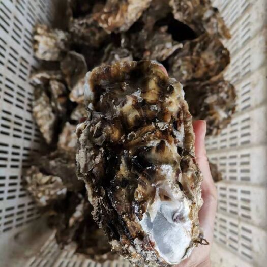 乳山市山东乳山牡蛎 正宗乳山三倍体，规格3-4，太肥了