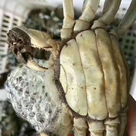 当涂县大公圩大闸蟹 六月黄，有需要的可以联系。