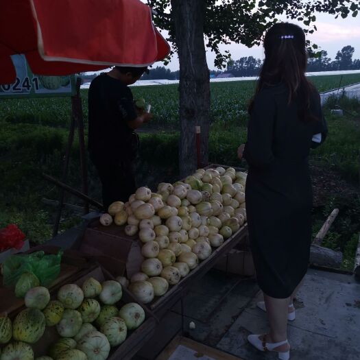 德惠市翠宝甜瓜 旱地甜香瓜新开园