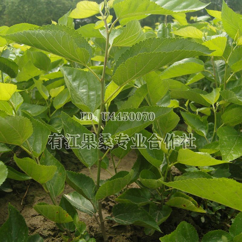 黑珍珠桑树苗 抗耐寒品种 南北方均可露天种植