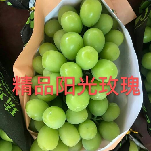 平邑县 阳光玫瑰葡萄苗 嫁接包对板  可实地考察 量多优惠