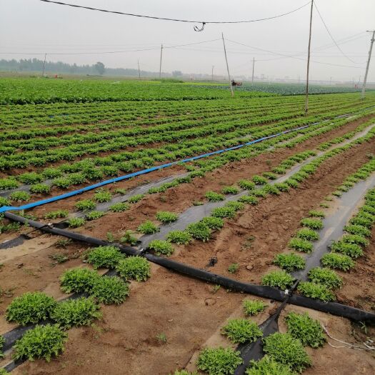 沽源县 小叶苦菊大量上市
