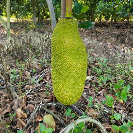 东方市海南菠萝蜜 15斤以上