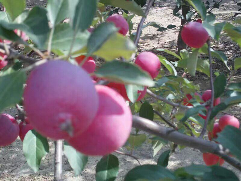 [秋光批发]秋光 大秋果预售价格5元\/斤 30000斤起批