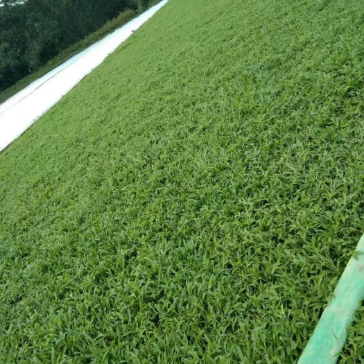 宾阳县 大叶油草、马尼拉大量供应。