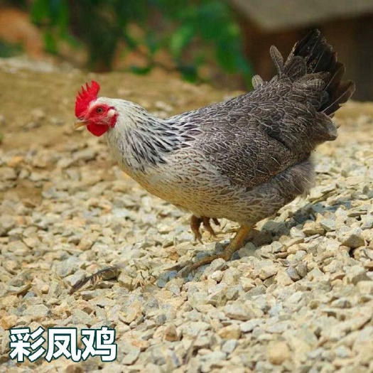 南宁 彩凤鸡苗