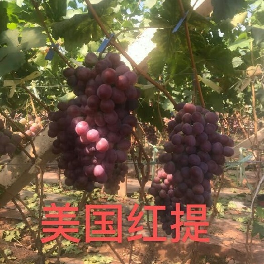 平邑县 红提葡萄苗 嫁接包对板