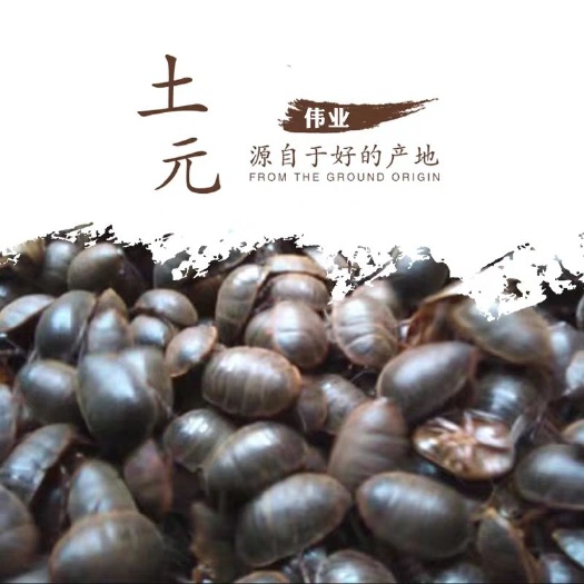 隆尧县 活体土元土元干品大货公虫干品各龄土鳖虫厂家供货保证质量