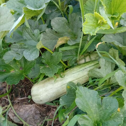 西安羊角蜜甜瓜 1斤以上