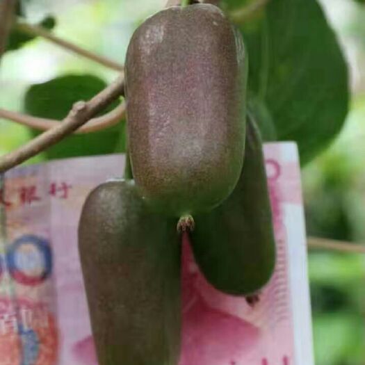 软枣猕猴桃苗 龙城二号：二年生大苗，保纯保活保结果，免费配置授粉树，签订售
