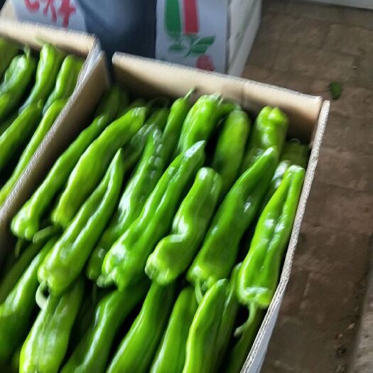 定边县牛角椒 牛椒，尖椒，圆椒