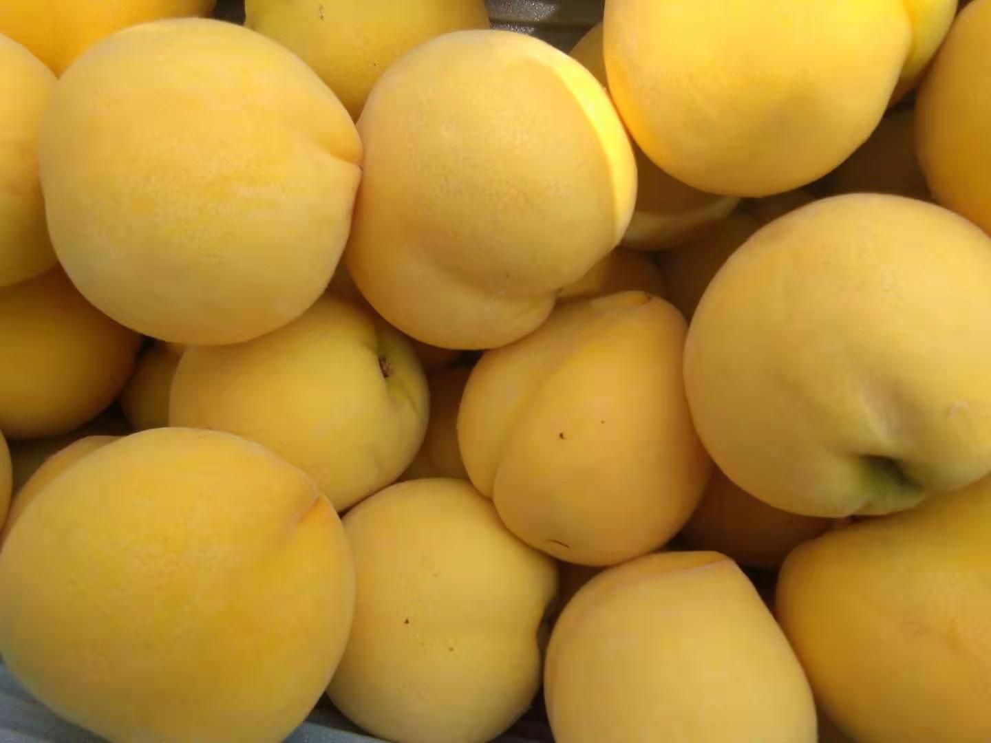 水蜜桃 这个盛夏只希望每天都有一口桃气十足
口感脆甜水分丰沛的黄毛桃