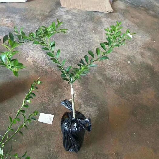 灵山县 五指柠檬苗