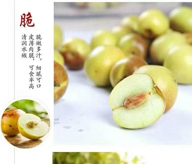 青枣  产地直销，欢迎前来选购！同时支持一件代发。