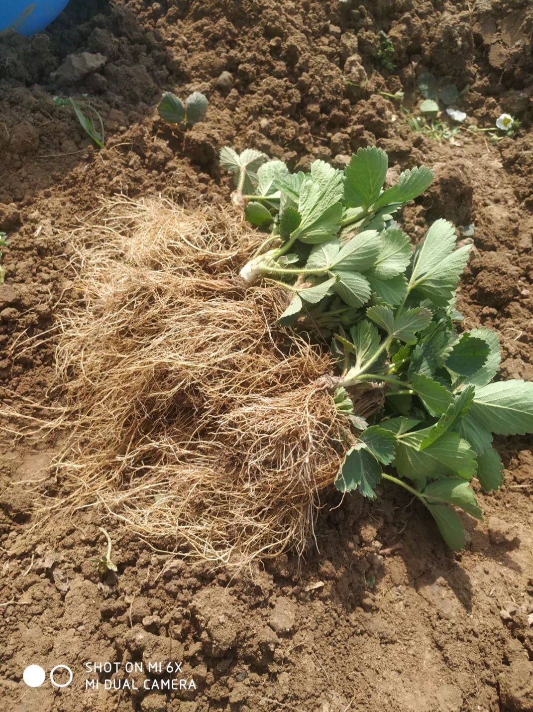 隋珠草莓苗（赠送种植资料和技术）脱毒苗苗