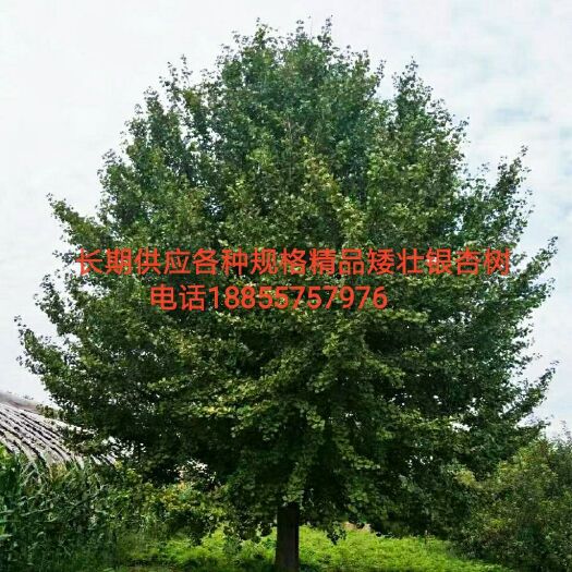 砀山县 矮壮银杏树