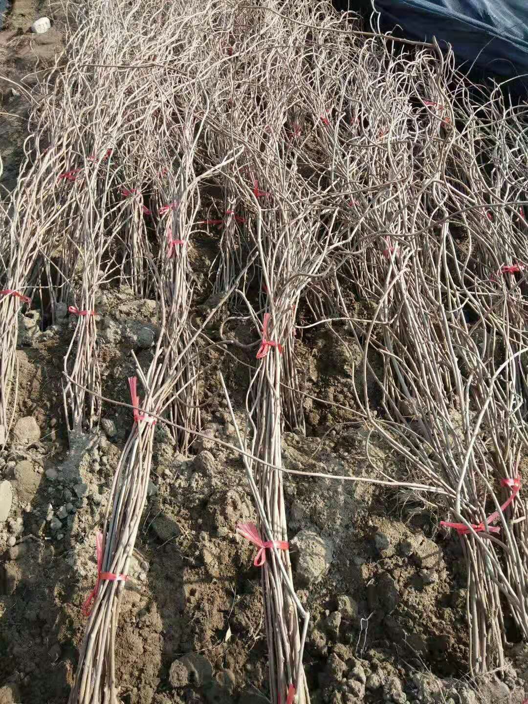 软枣猕猴桃苗 龙城二号：三年生大苗，保纯保活保结果，免费配置授粉树，签订合
