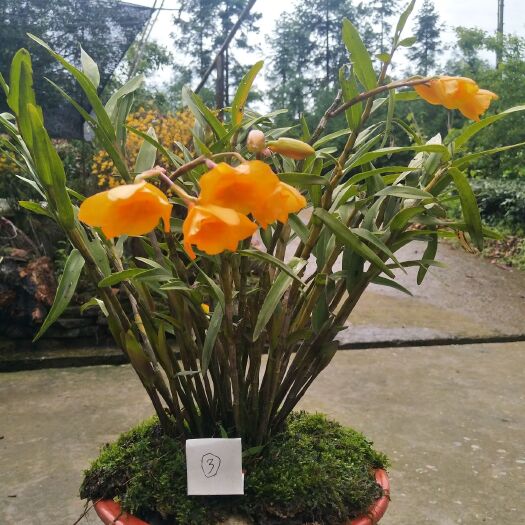  夹江叠鞘石斛，发展种植，花卉盆景必备。欢迎咨询，各种规格。