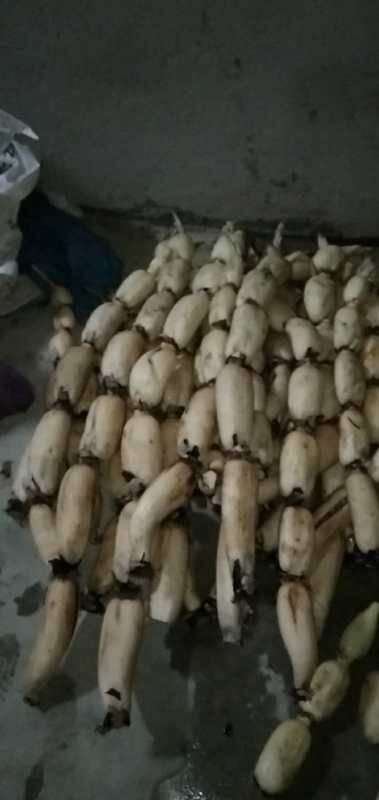 博白县粉莲藕 大量供应粉藕