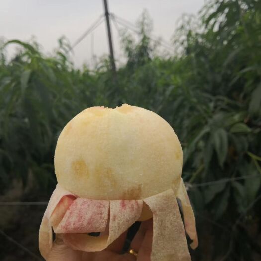 无锡 阳山水蜜桃4-5两12个装顺丰配送