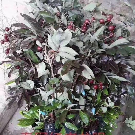 元江县红皮龙眼苗