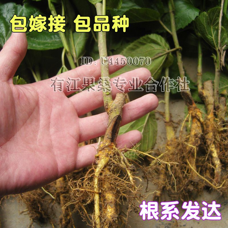 黑珍珠桑树苗 抗耐寒品种 南北方均可露天种植