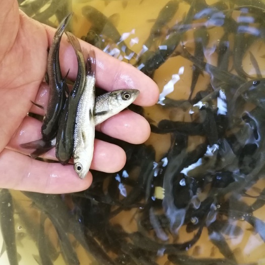 广州 黑鲩鱼苗