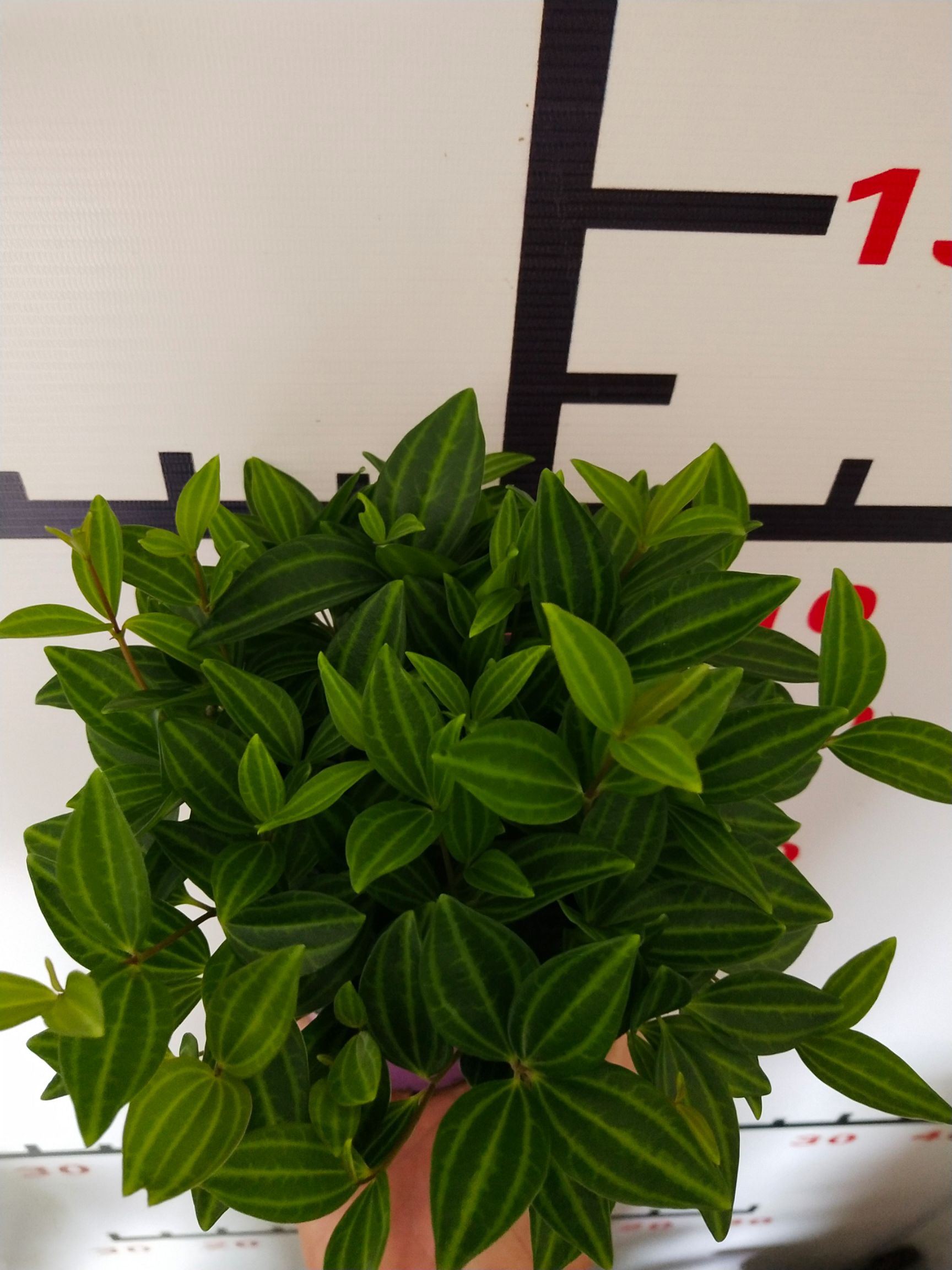 钻石翡翠小吊兰 钻石翡翠