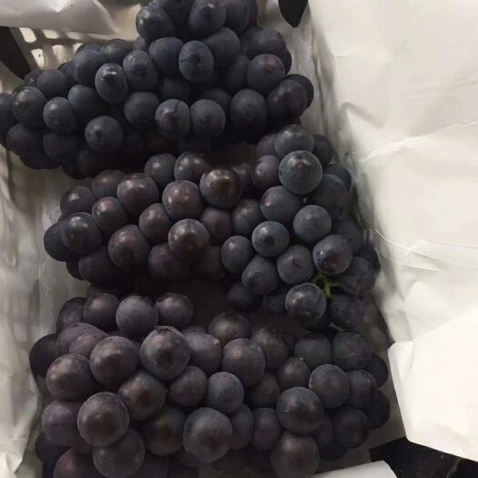 晋州市 各个品种的葡萄即将大量上市