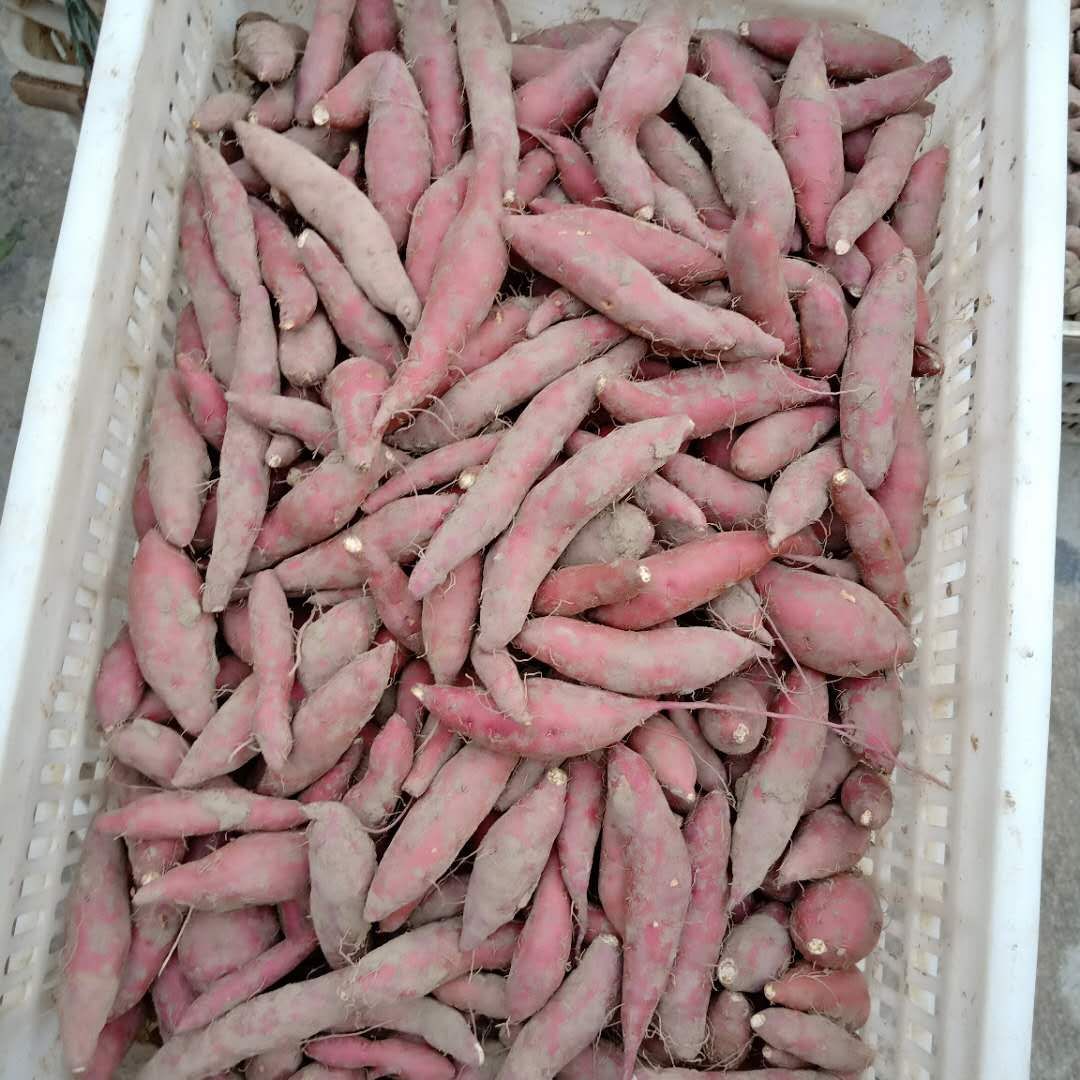 番薯 3两以下 红皮