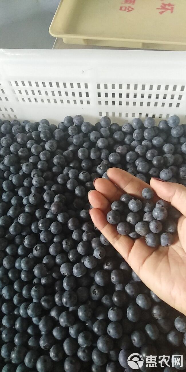  朱夏时节，共享莓好生活 蓝莓鲜果，恋爱般的滋味
