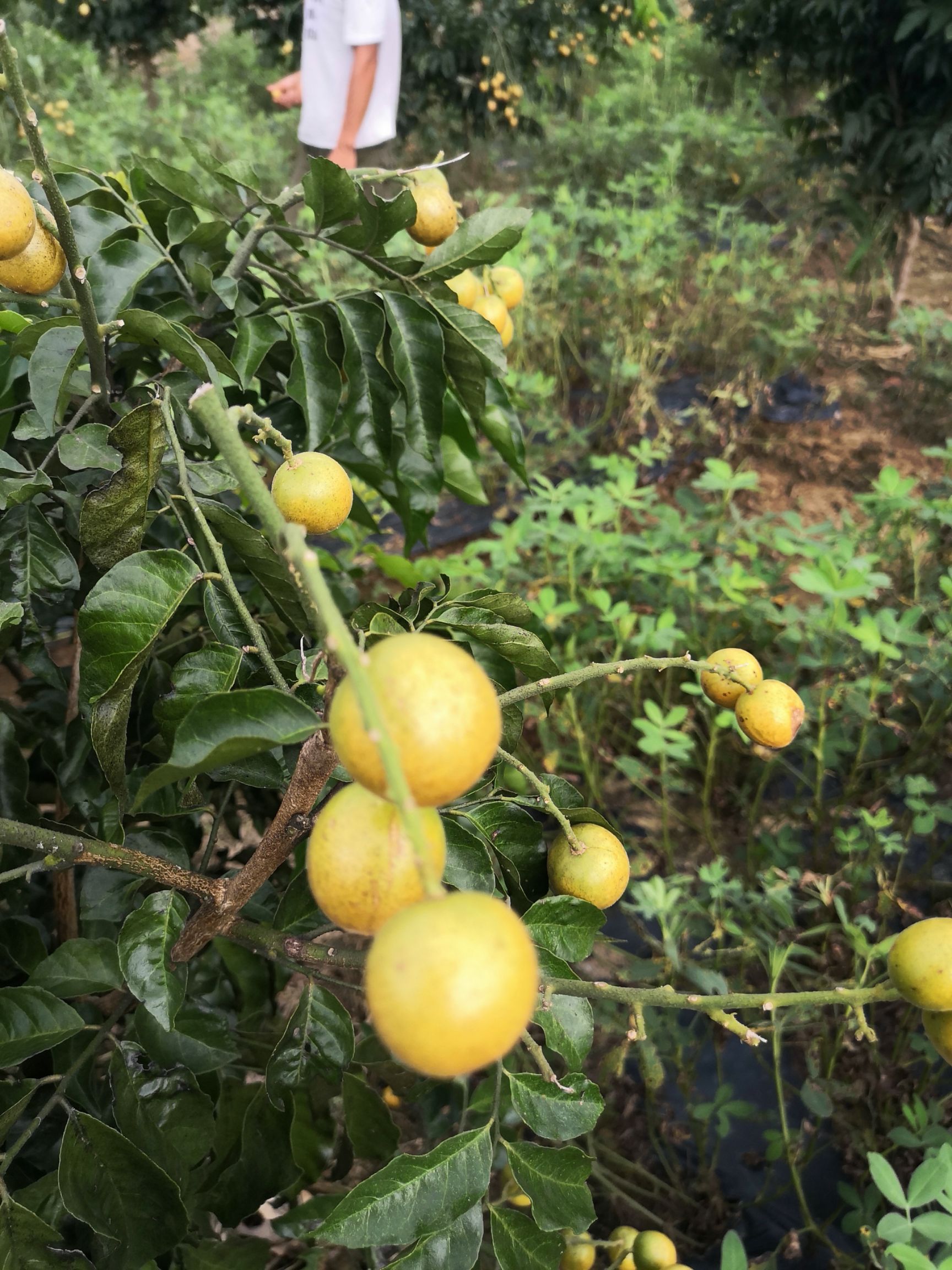  黄皮 冰糖  鸡心 无籽