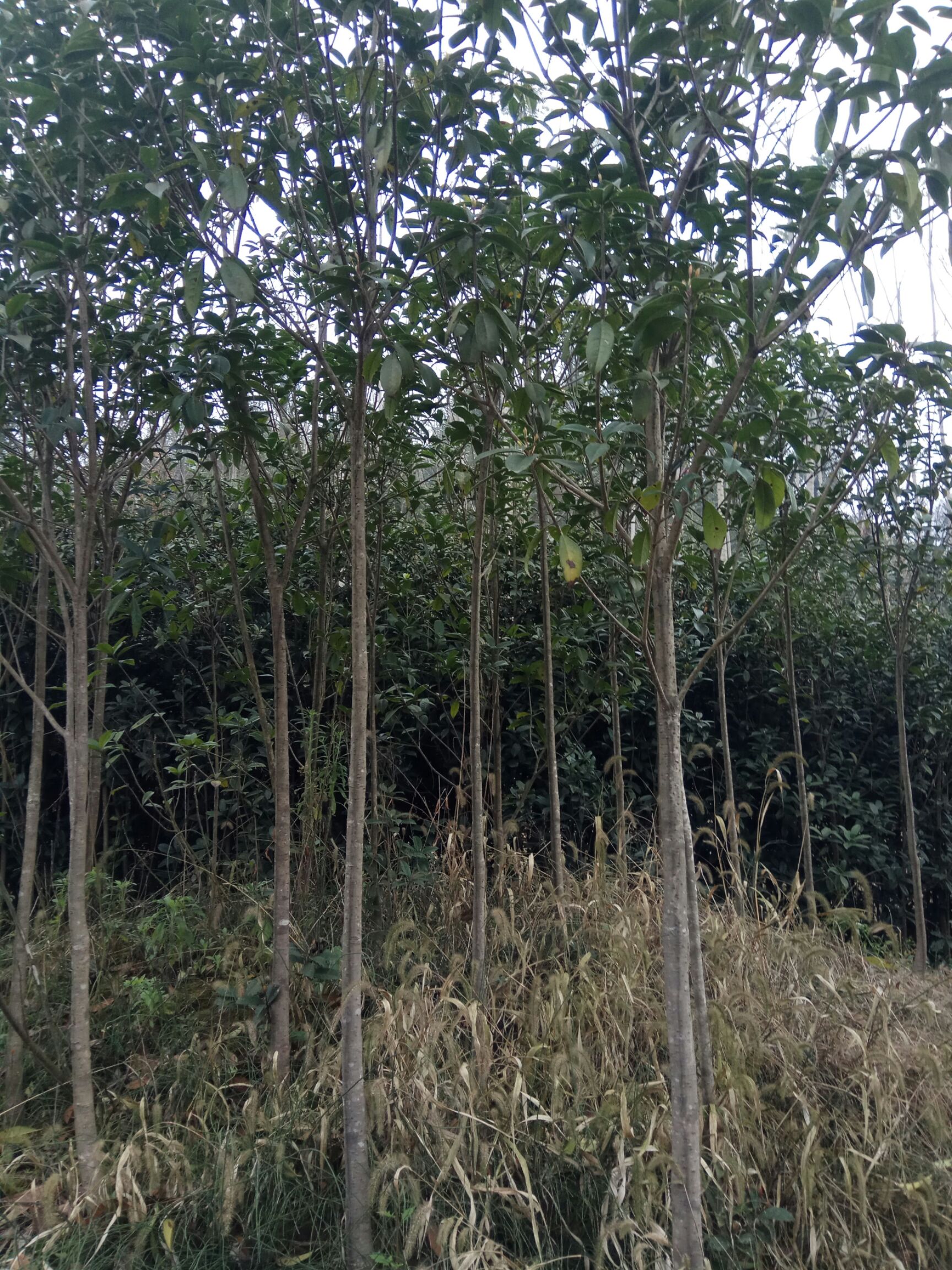 洪雅县 大量低价出售朱砂桂，2至4公分地价2元一棵