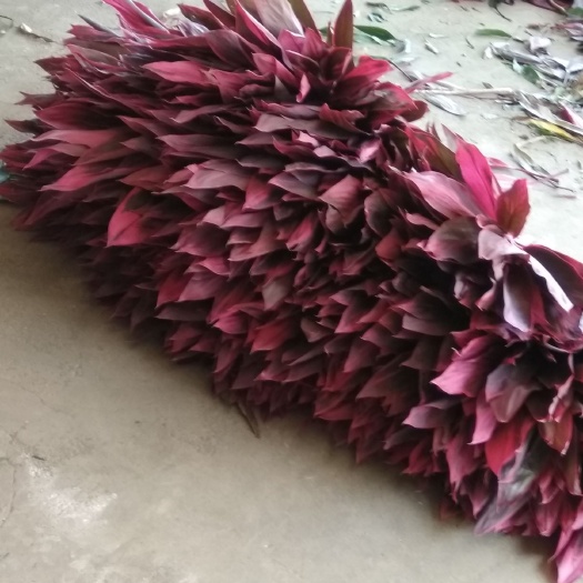 红竹蕉  千株万叶红，红株焦红似火（寓意：日子红红火火）