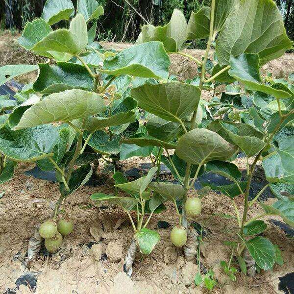 软枣猕猴桃苗 嫁接苗