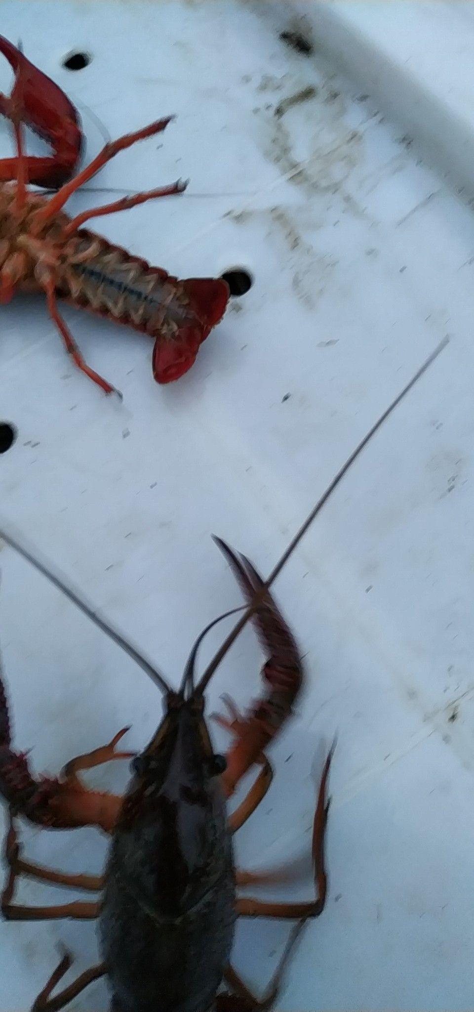 [清水小龙虾批发]清水小龙虾 原产地精品虾价格